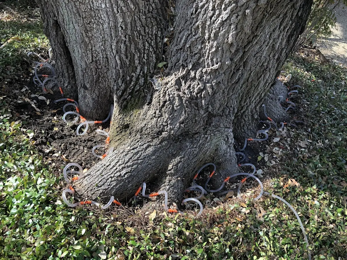 Detailed Tree Cabling and Bracing job site in East Palatka