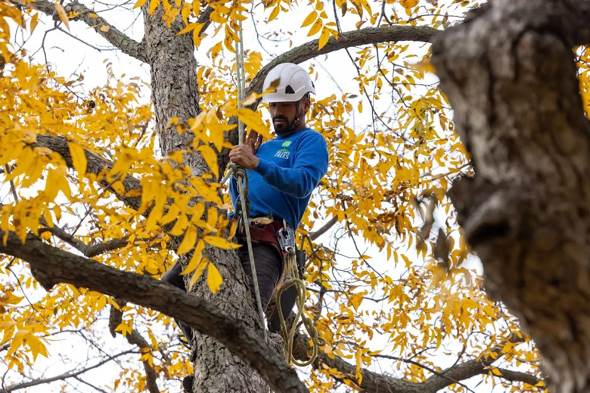 Skilled Tree Pruning crew working in East Palatka