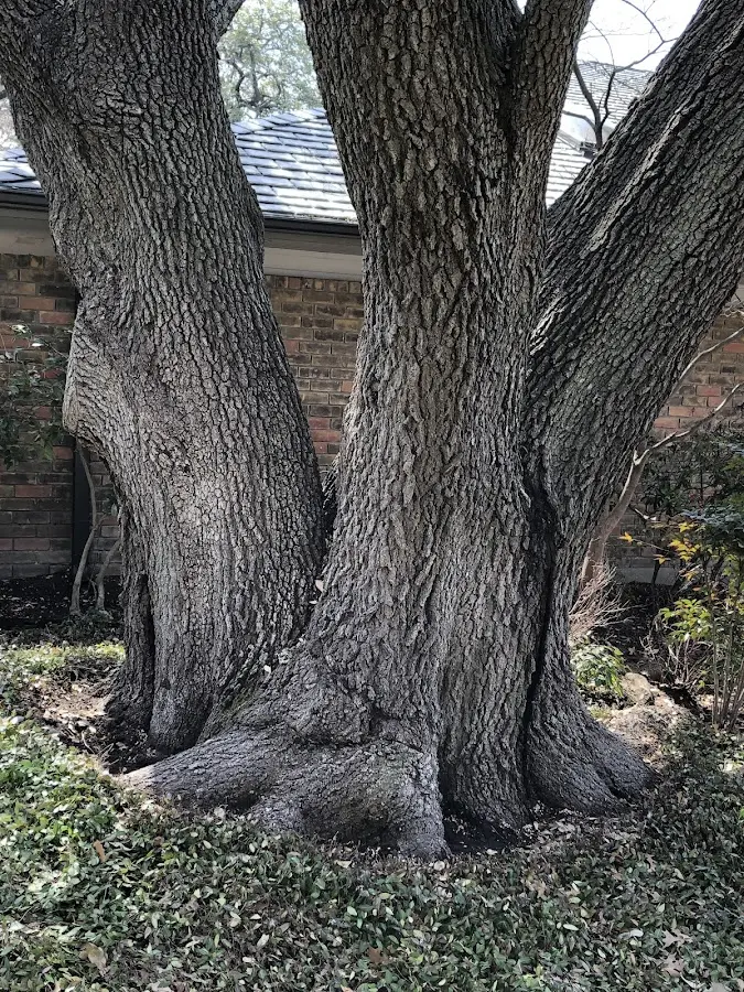 Mature heritage tree close to a East Palatka property cared for by certified arborists